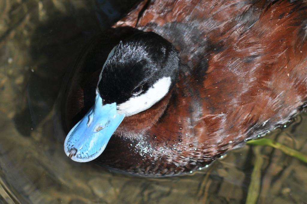 Ruddy Duck by Randi Deuro is licensed under CC BY-NC-ND 2.0.